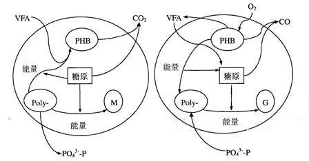 为什么你的生物除磷不达标？